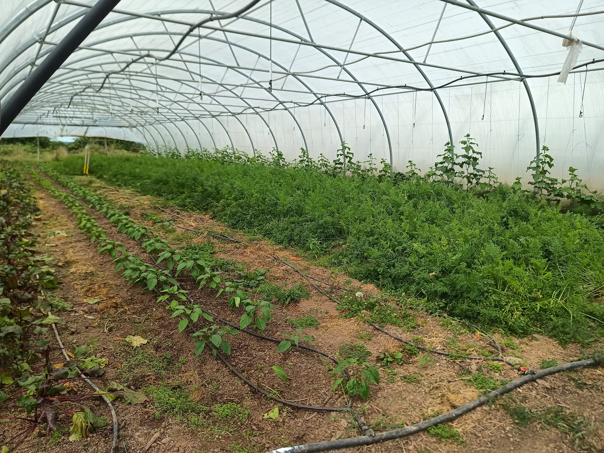 Magasin de légumes de la ferme - photo 10