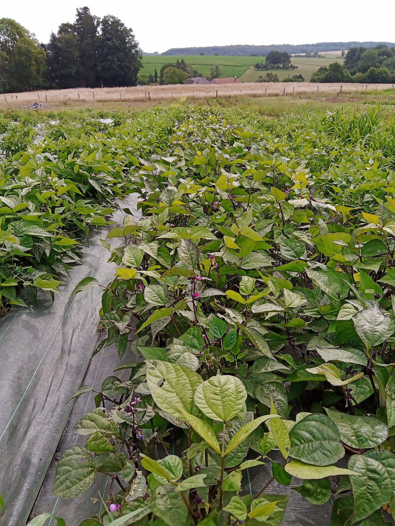 Magasin de légumes de la ferme - photo 11