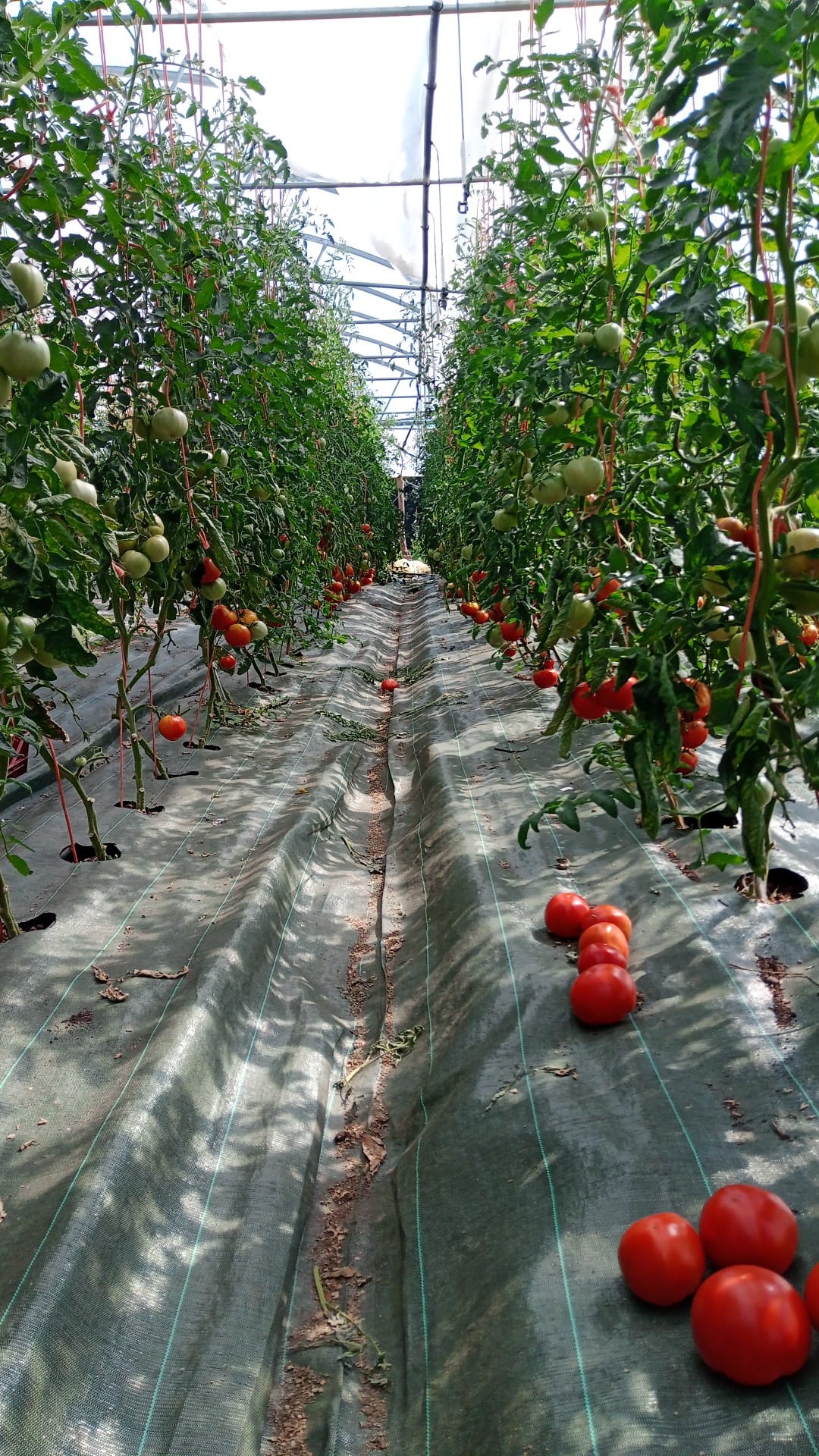 Magasin de légumes de la ferme - photo 12