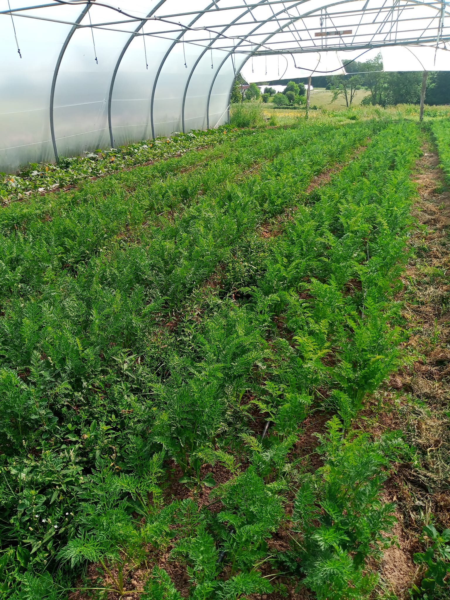 Magasin de légumes de la ferme - photo 13