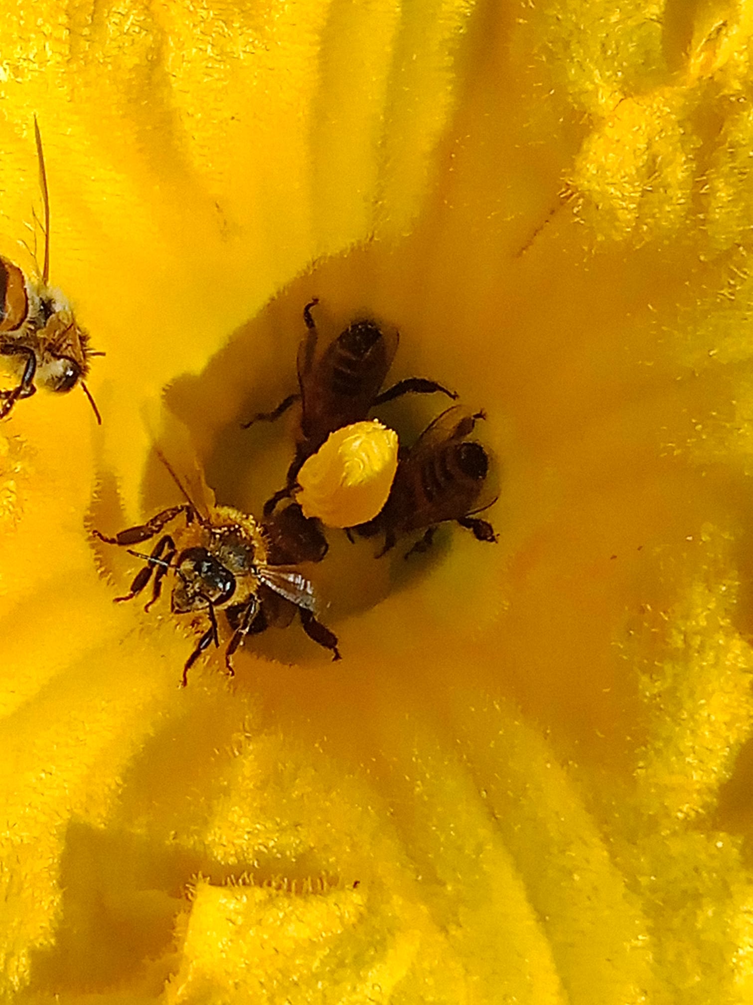 Magasin de légumes de la ferme - photo 14