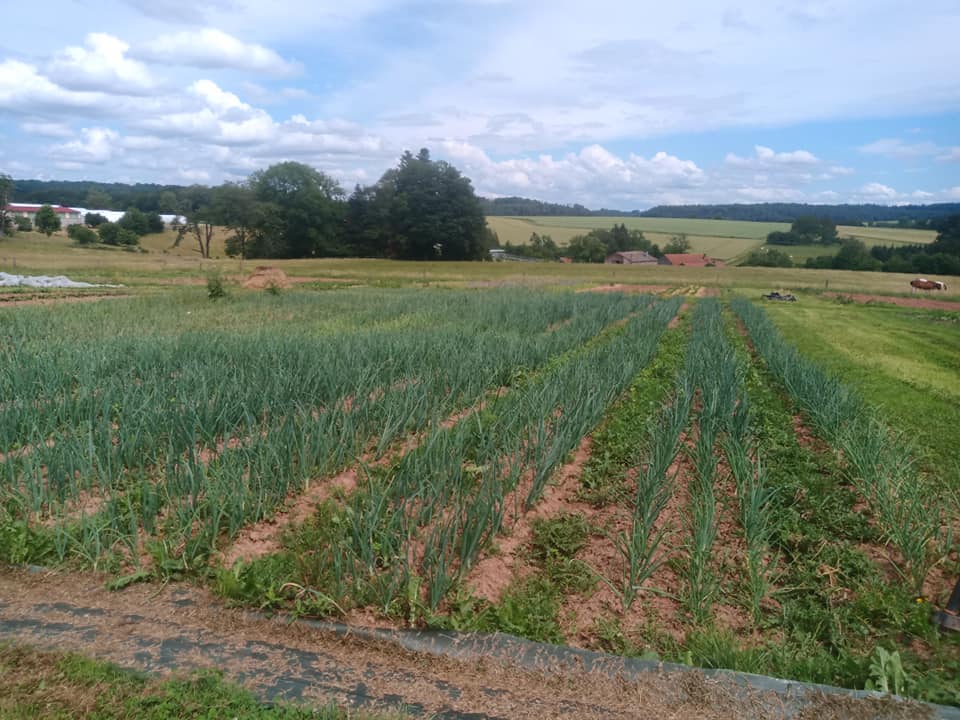 Magasin de légumes de la ferme - photo 15