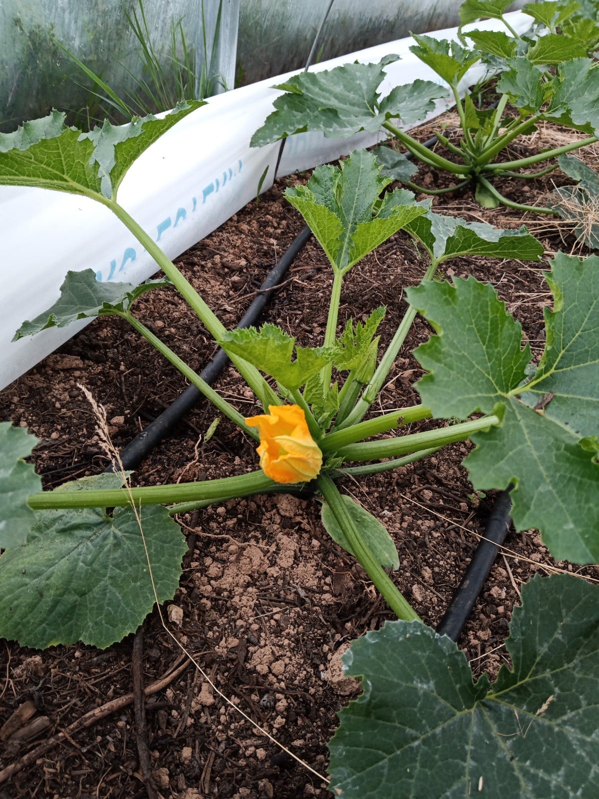 Magasin de légumes de la ferme - photo 16