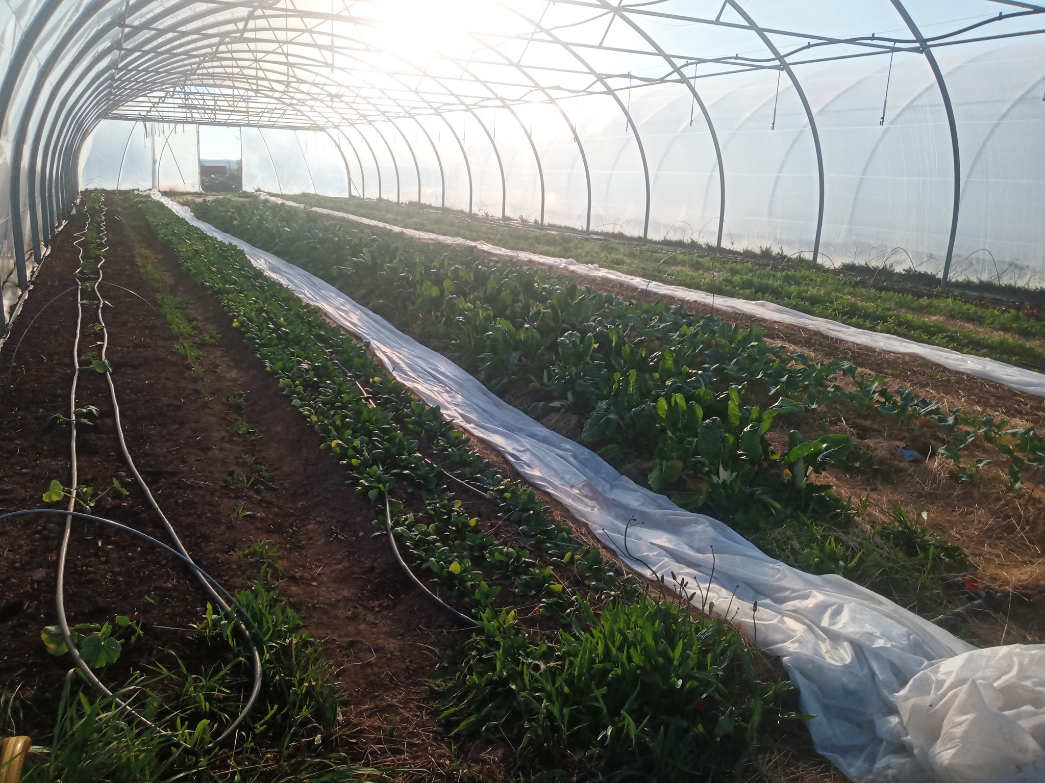 Magasin de légumes de la ferme - photo 17