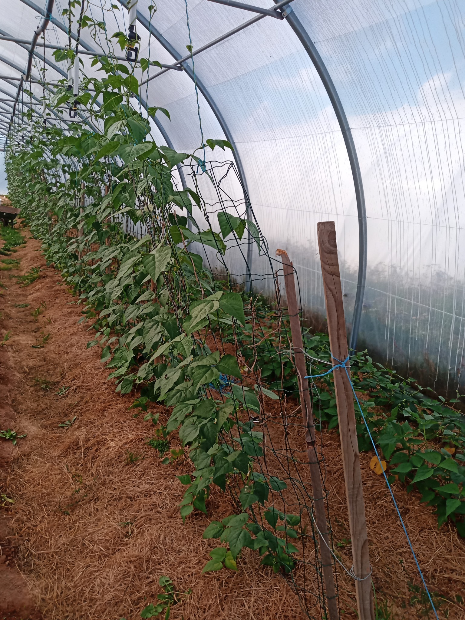 Magasin de légumes de la ferme - photo 18