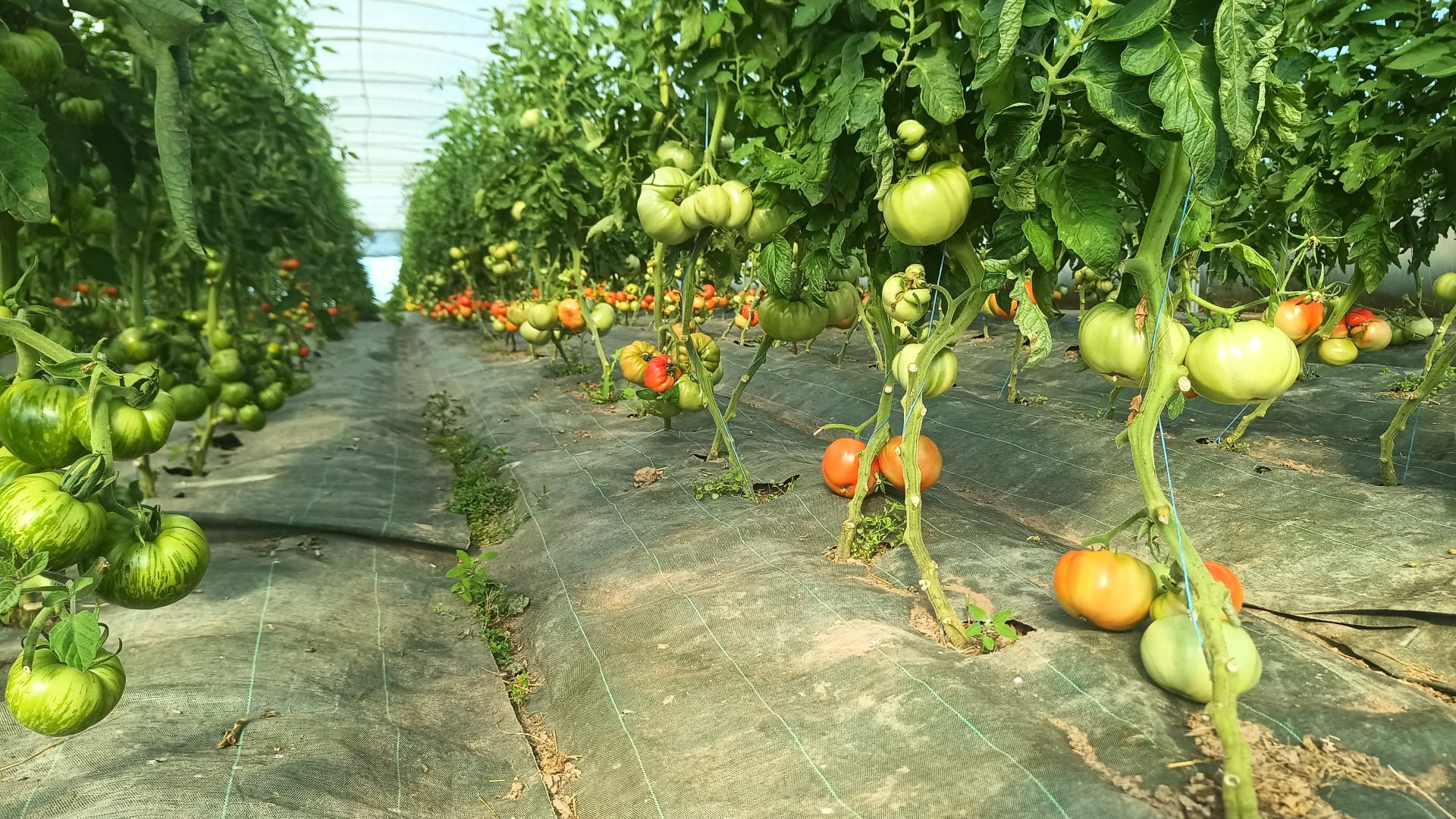 Magasin de légumes de la ferme - photo 5