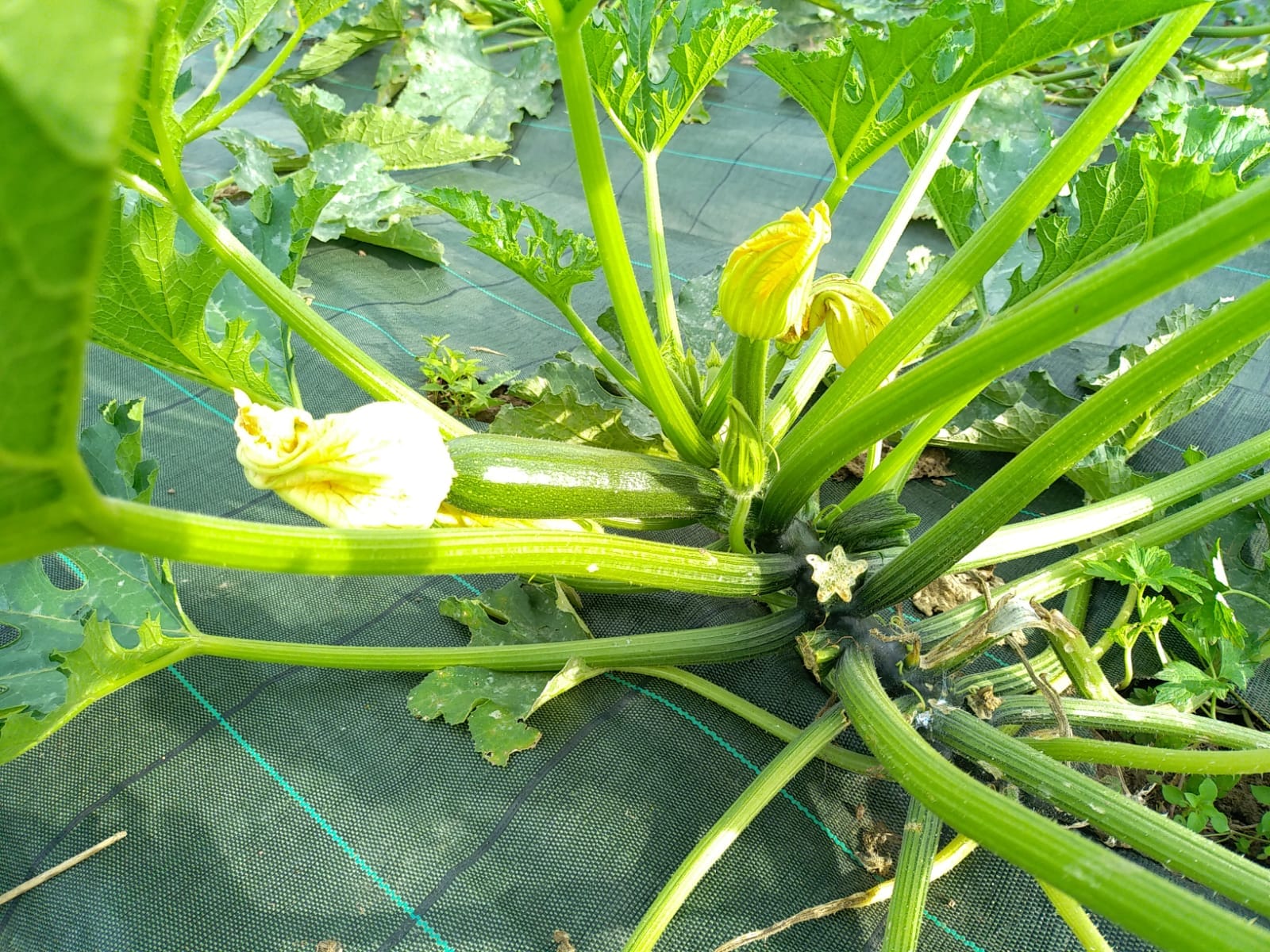 Magasin de légumes de la ferme - photo 6