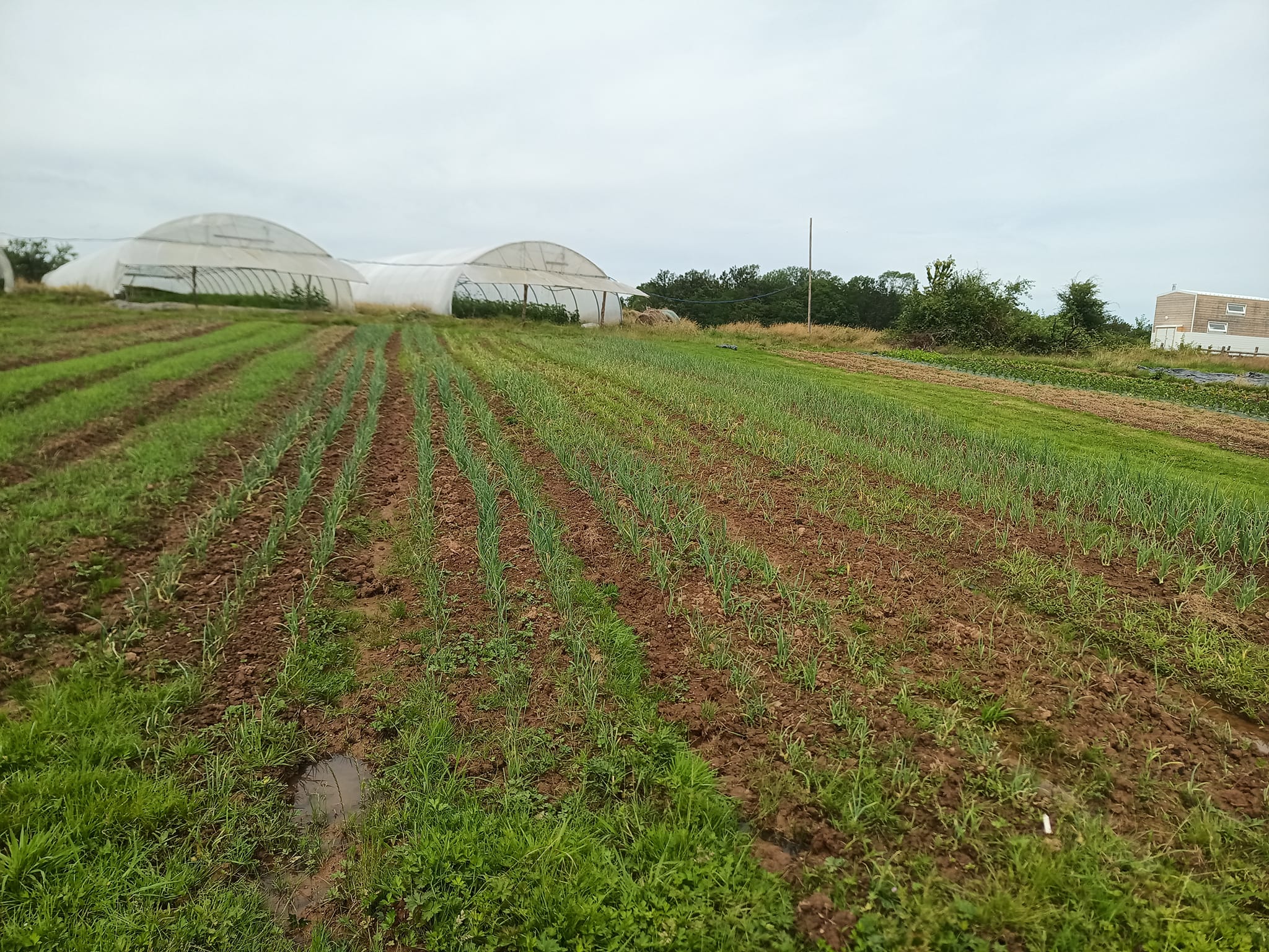 Magasin de légumes de la ferme - photo 7