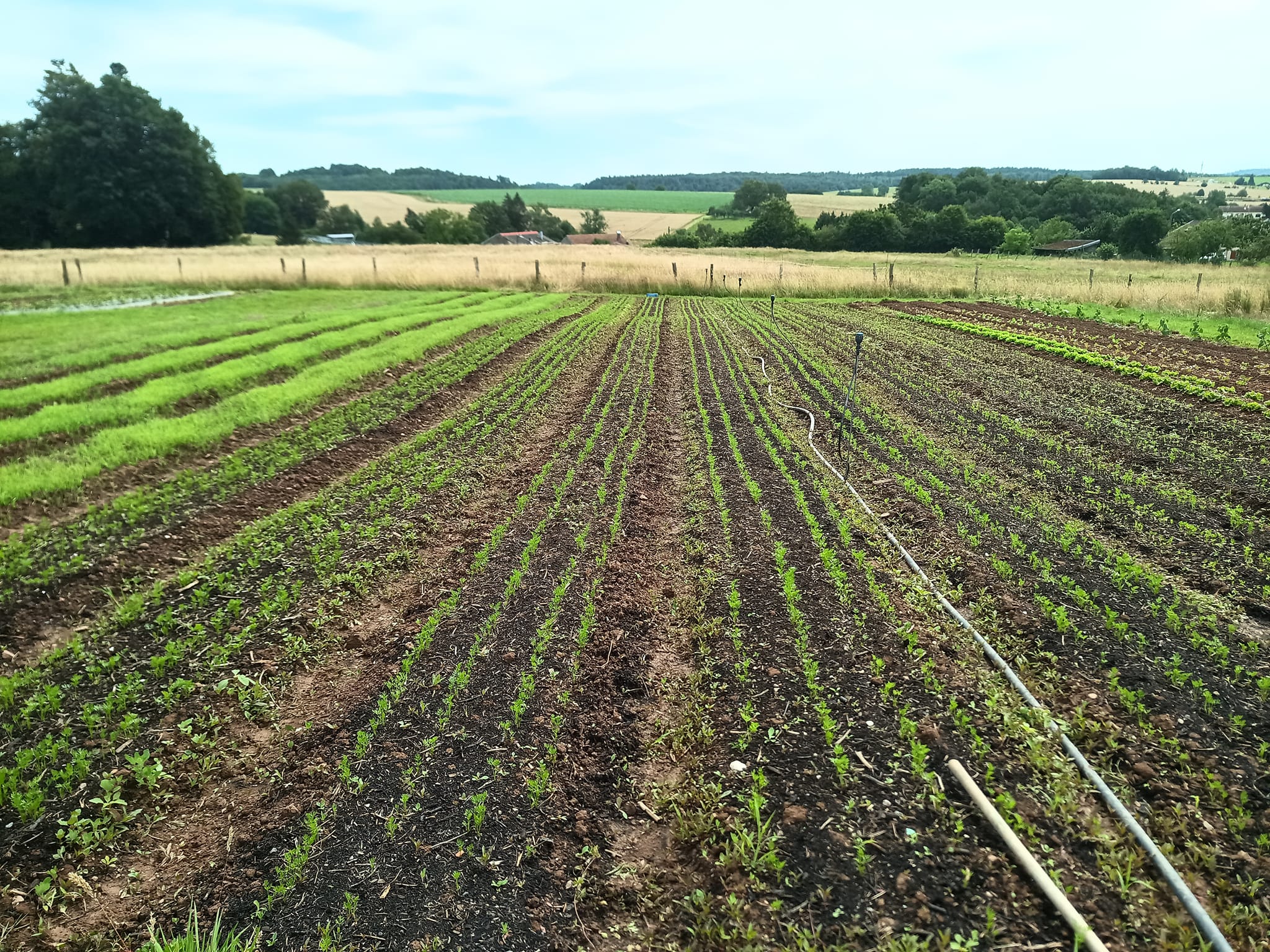Magasin de légumes de la ferme - photo 8
