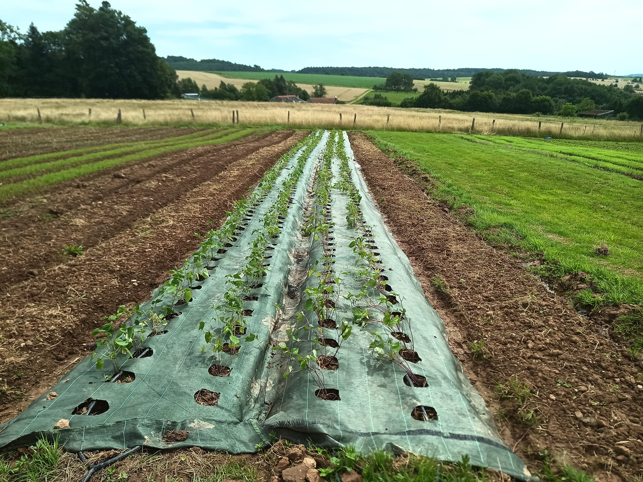 Magasin de légumes de la ferme - photo 9