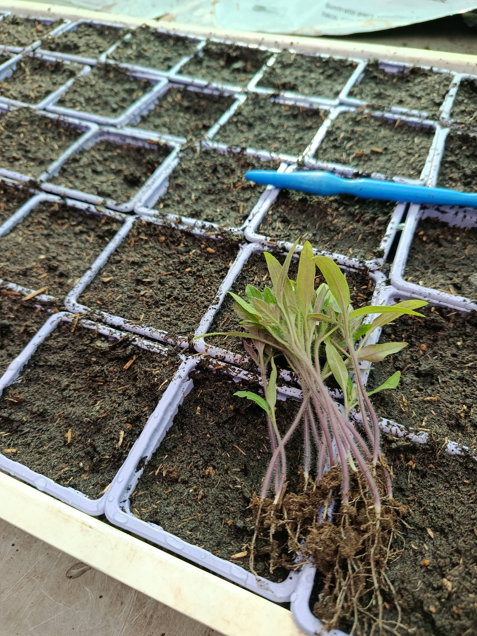 Plants de la ferme - photo 1