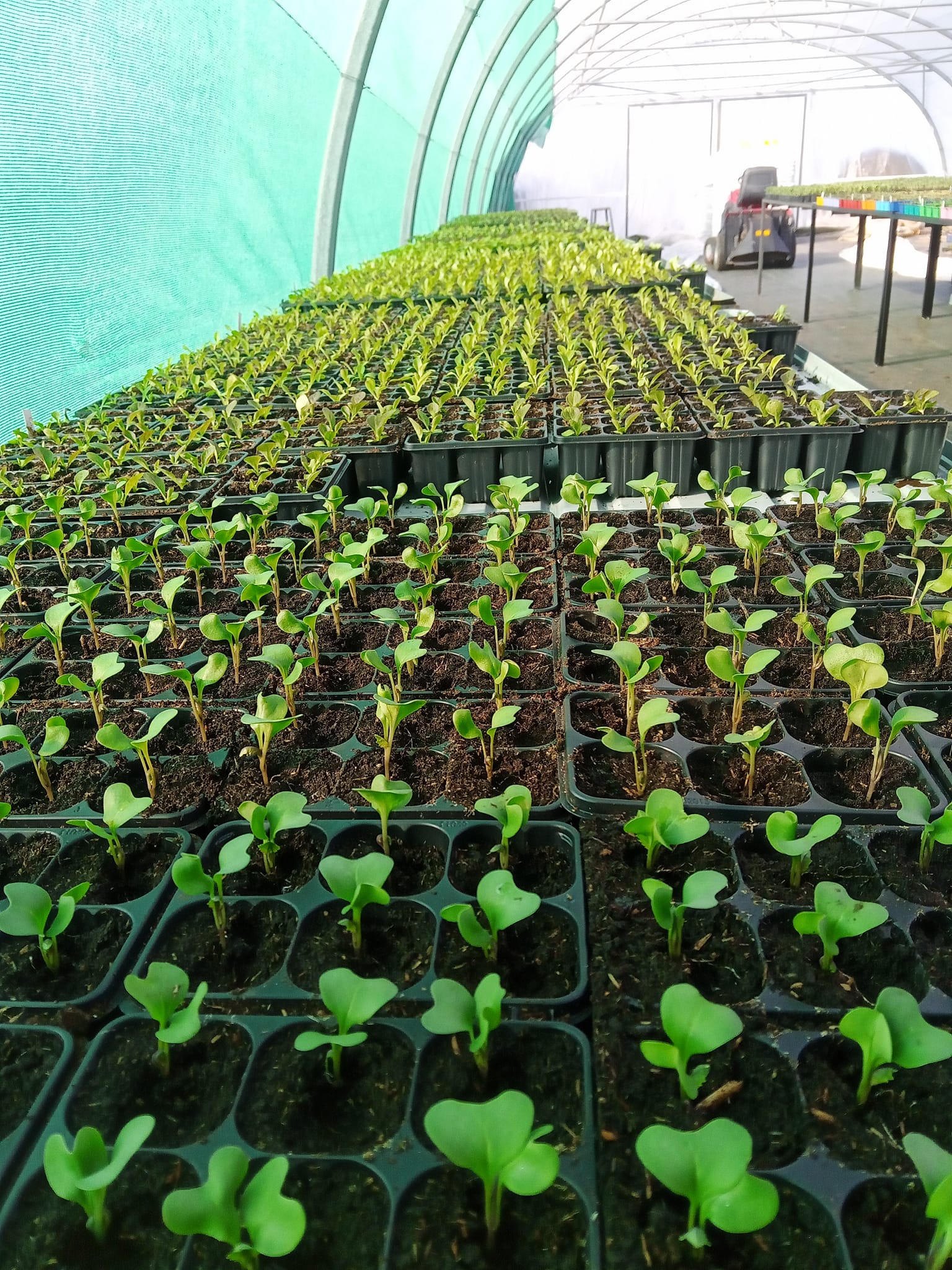 Plants de la ferme - photo 10