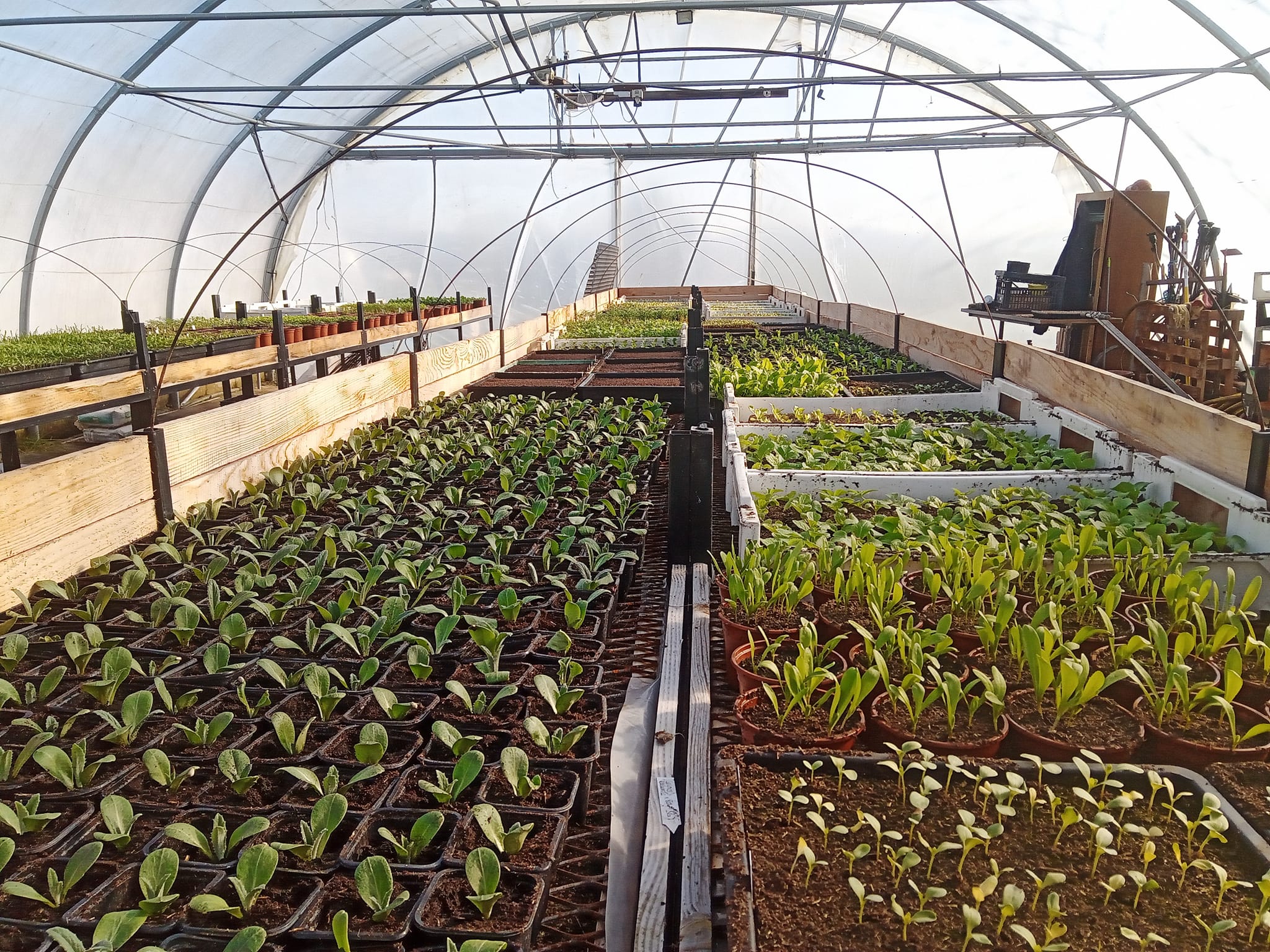 Plants de la ferme - photo 11