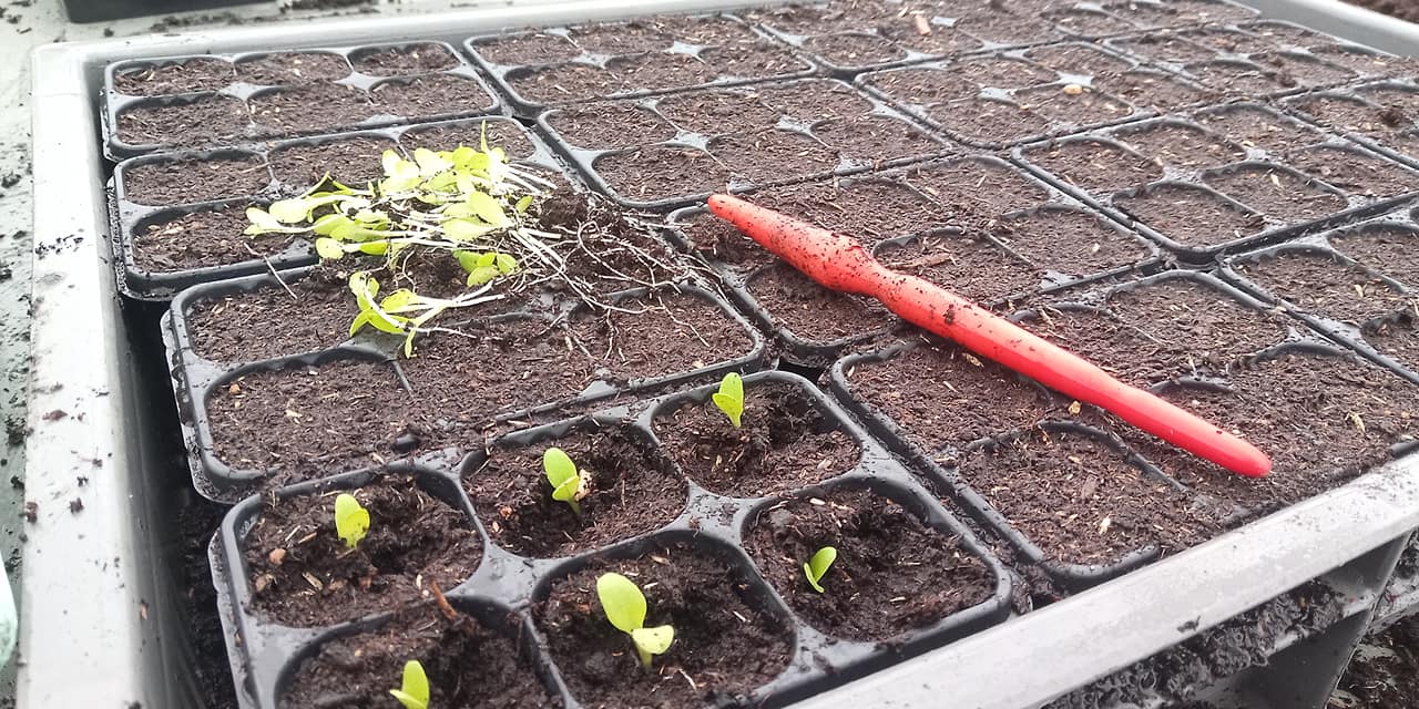 Plants de la ferme - photo 12