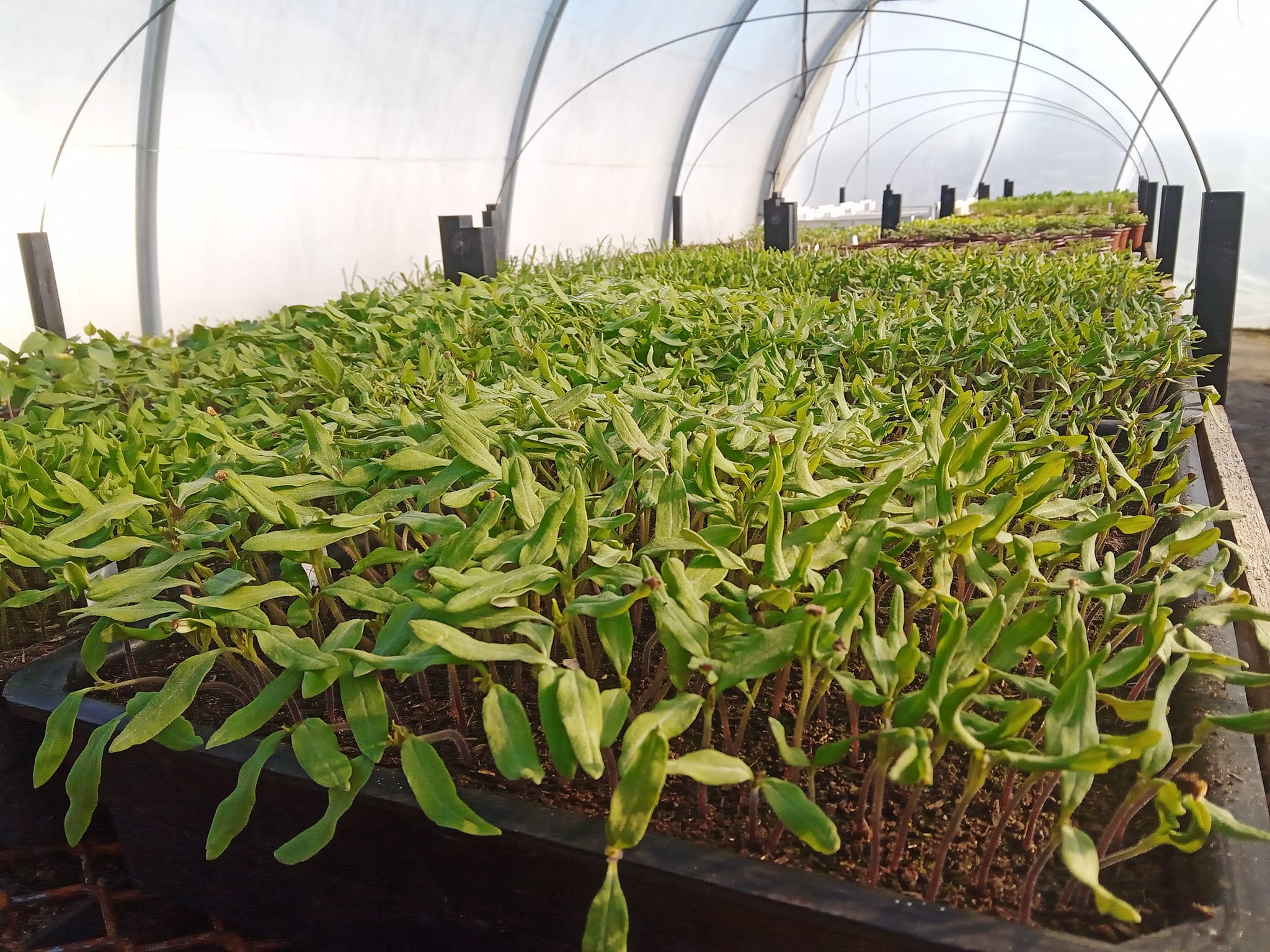 Plants de la ferme - photo 13