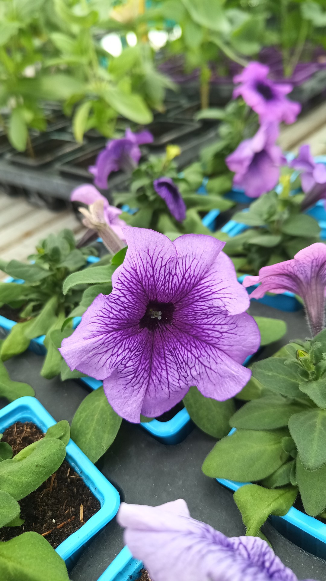 Plants de la ferme - photo 15