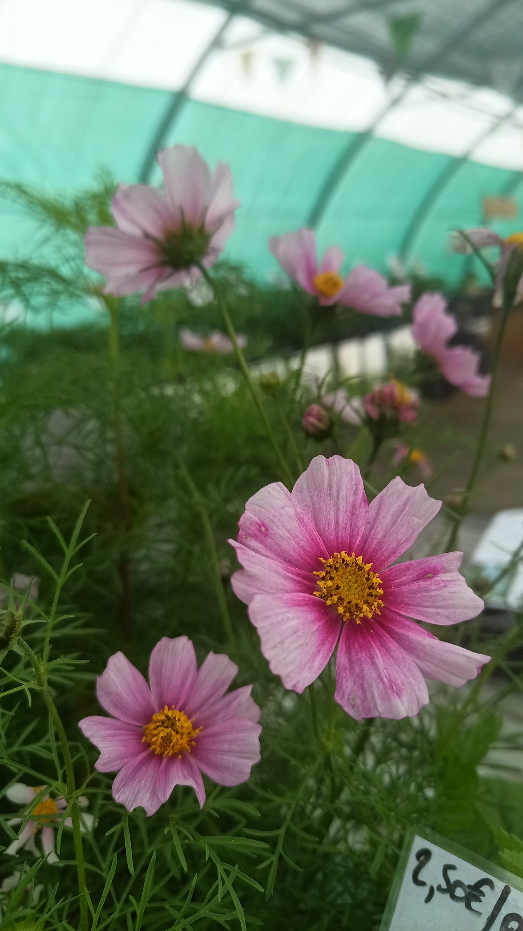 Plants de la ferme - photo 16