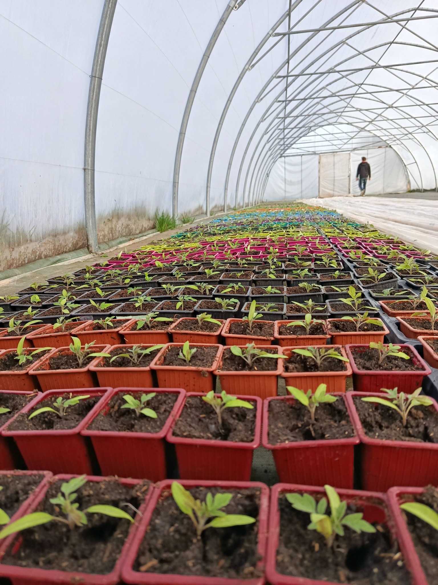 Plants de la ferme - photo 2