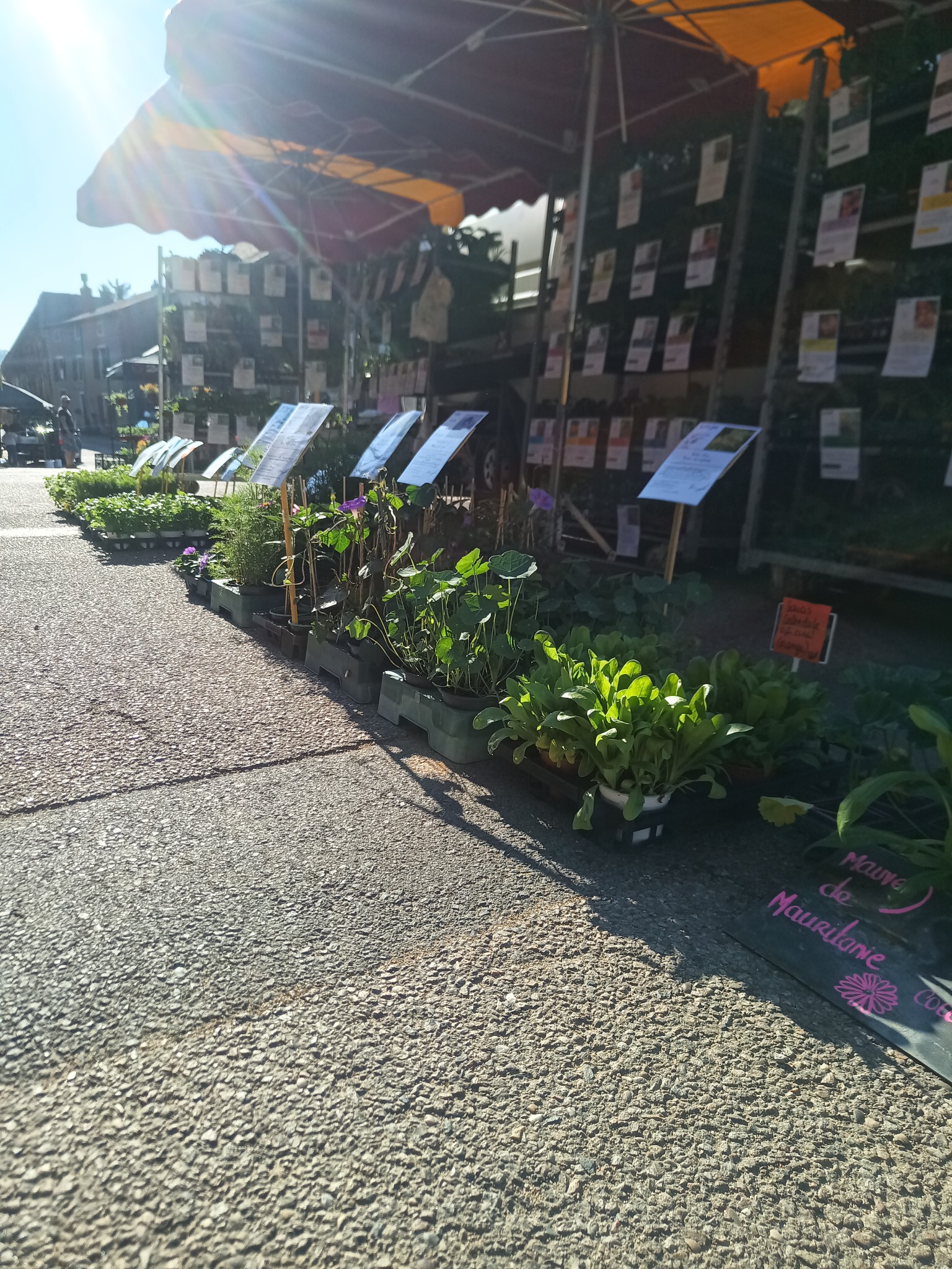 Plants de la ferme - photo 4