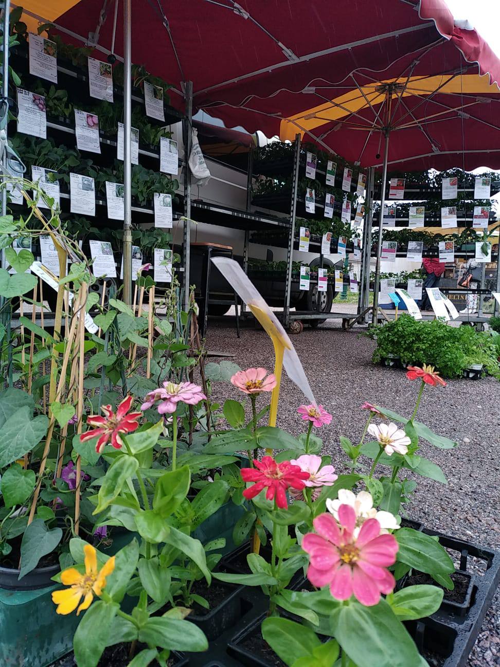 Plants de la ferme - photo 5