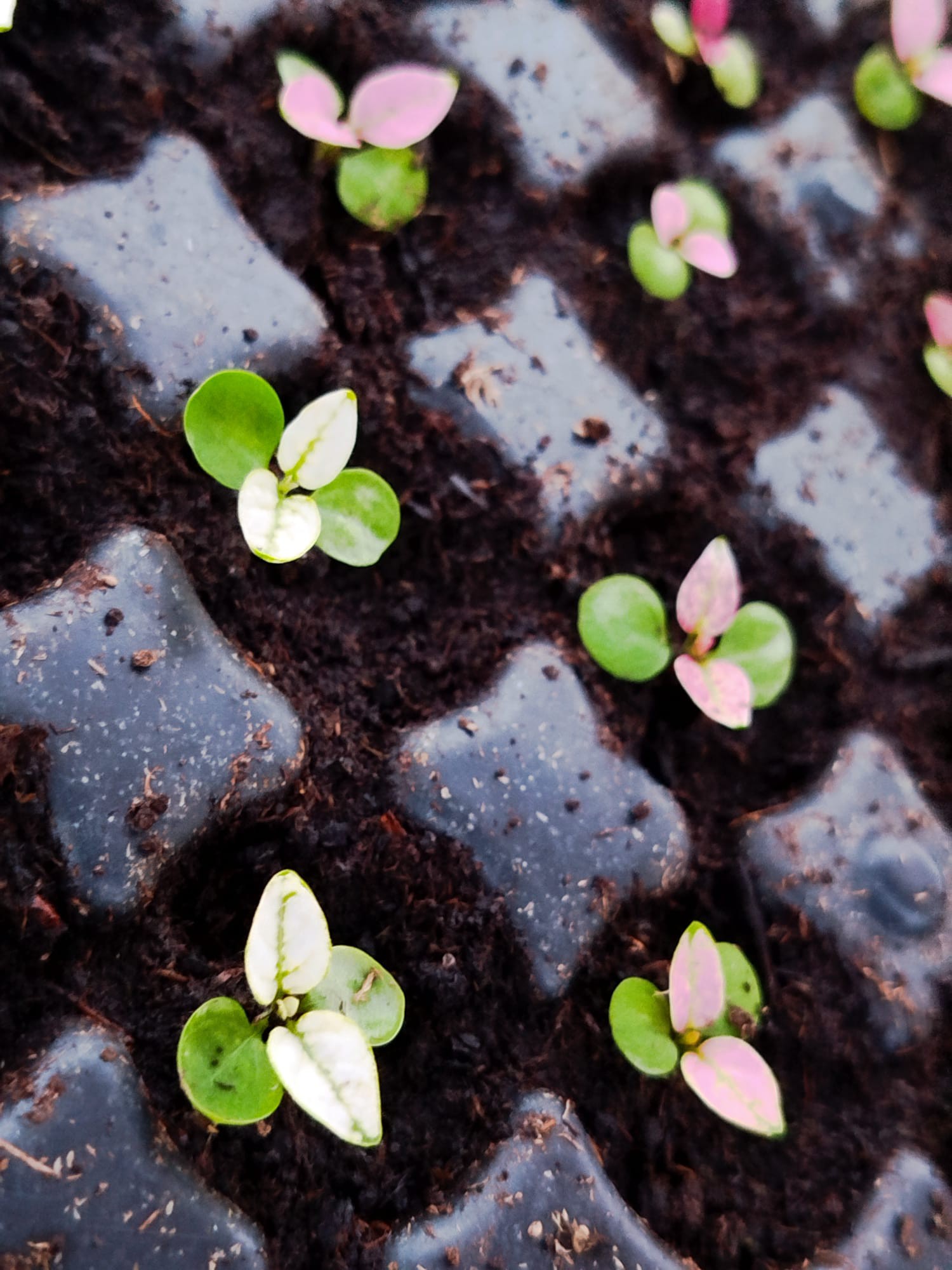 Plants de la ferme - photo 6