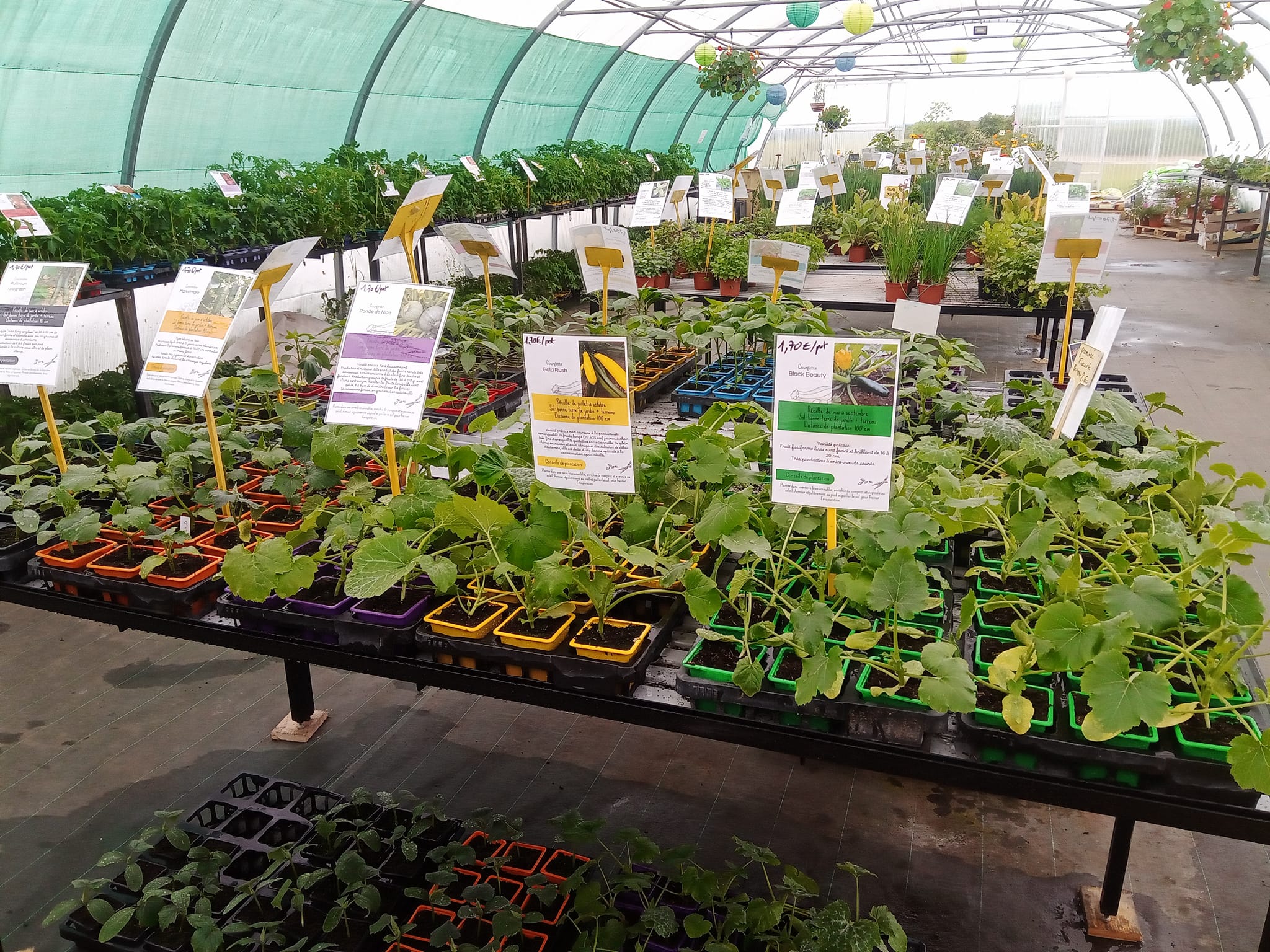 Plants de la ferme - photo 7